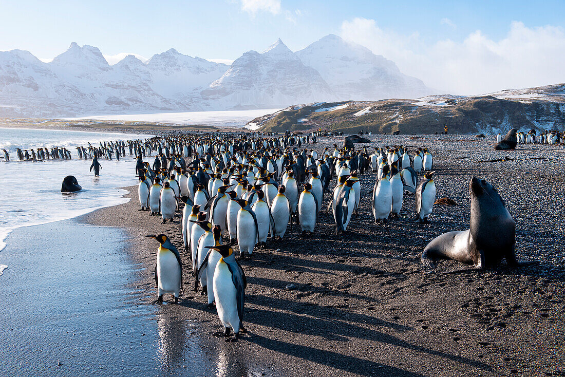 Group of king penguins (Aptenodytes patagonicus) on beach with snow-covered mountains behind, Salisbury Plain, South Georgia Island, Antarctica