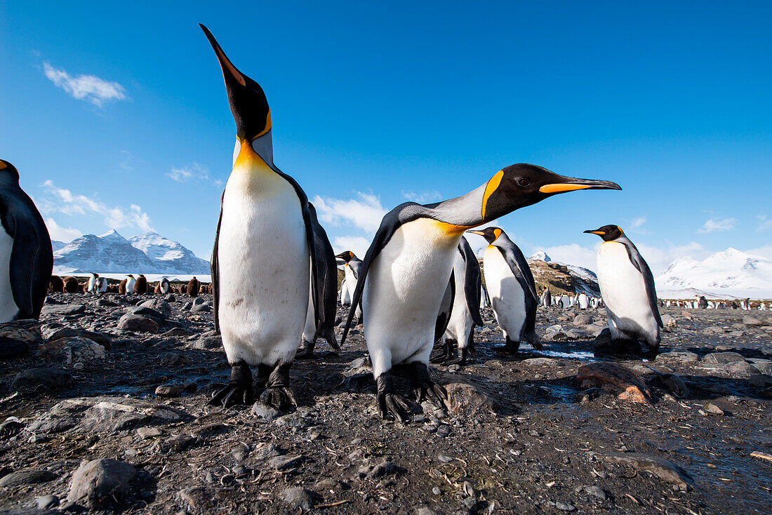 Königspinguine (Aptenodytes patagonicus) am Strand mit schneebedeckten Bergen im Hintergrund, Salisbury Plain, Südgeorgien, Antarktis