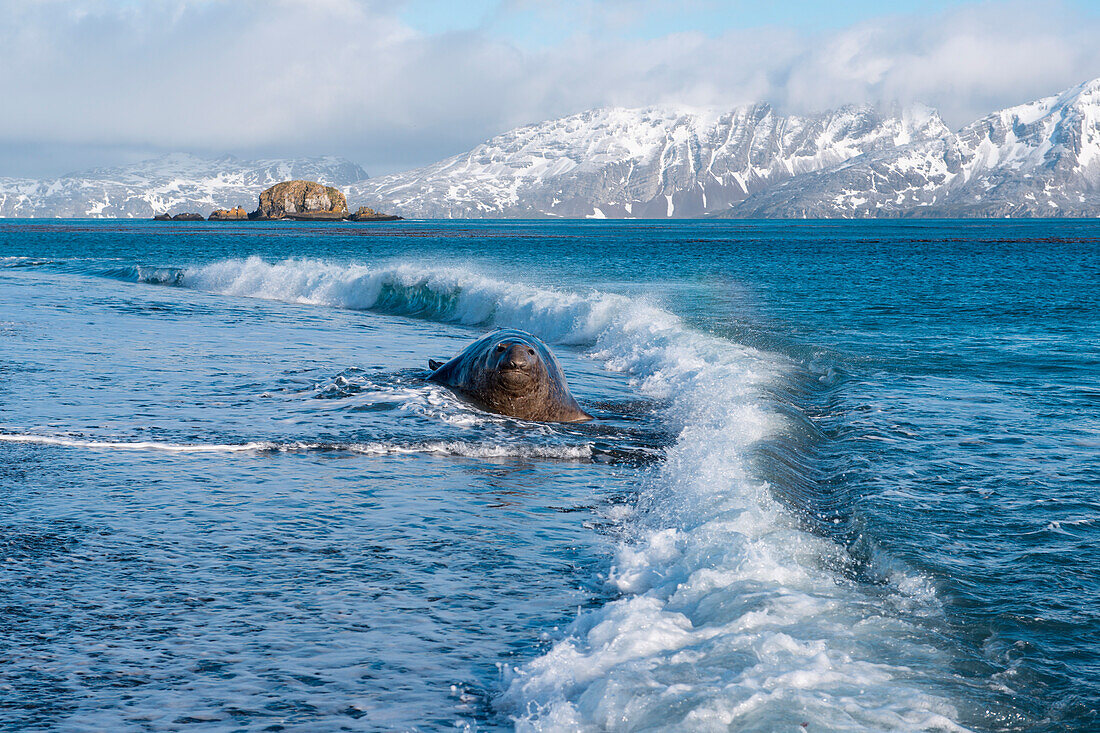 Southern elephant seal (Mirounga leonina) on beach with crashing waves and snow-covered mountains behind, Salisbury Plain, South Georgia Island, Antarctica