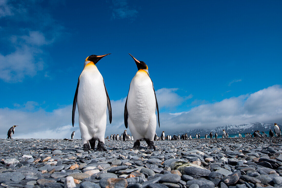 Two king penguins (Aptenodytes patagonicus) on beach, Salisbury Plain, South Georgia Island, Antarctica