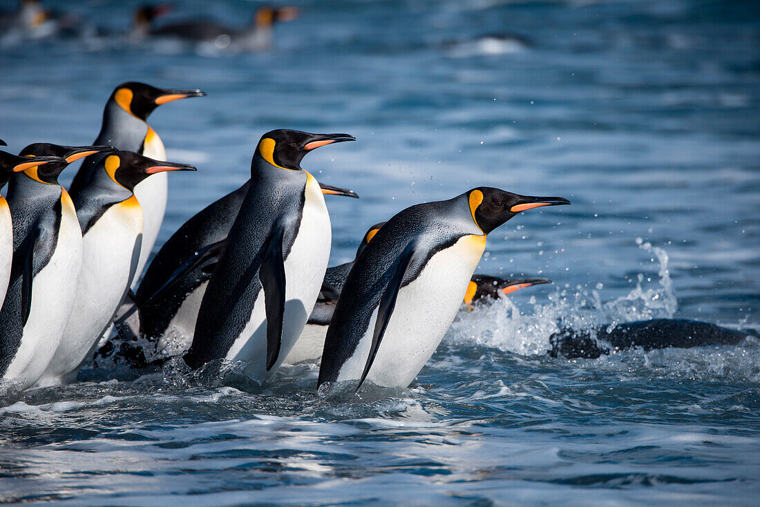 Group of king penguins (Aptenodytes patagonicus) enters water from beach, Salisbury Plain, South Georgia Island, Antarctica