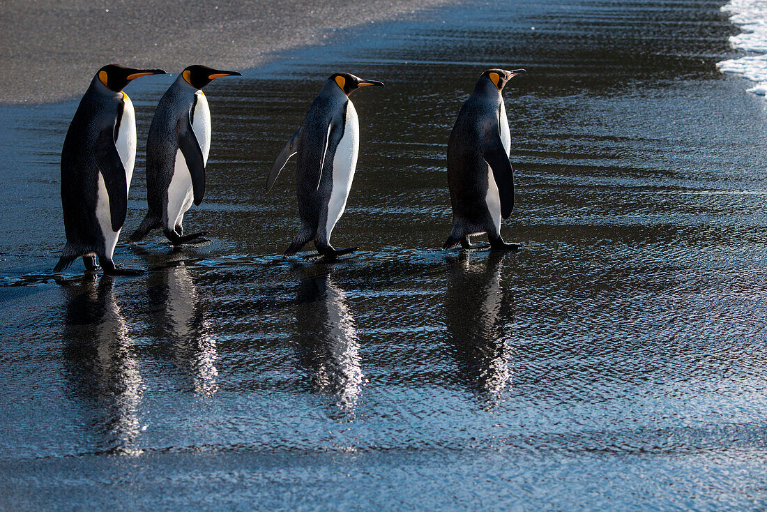 Four king penguins (Aptenodytes patagonicus) on beach, Gold Harbour, South Georgia Island, Antarctica