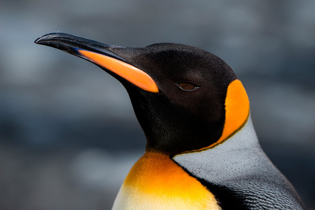 Close-up of king penguin (Aptenodytes patagonicus), Gold Harbour, South Georgia Island, Antarctica