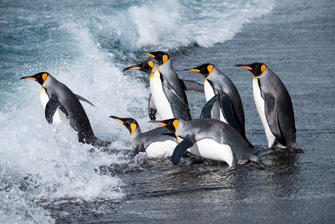 King penguins (Aptenodytes patagonicus) return to sea from beach, Gold Harbour, South Georgia Island, Antarctica