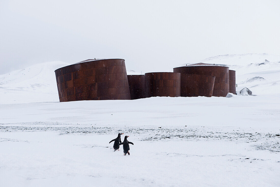 Two penguins and icy scenes of an abandoned past with whale oil tanks at old whaling station, Whalers Bay, Deception Island, South Shetland Islands, Antarctica