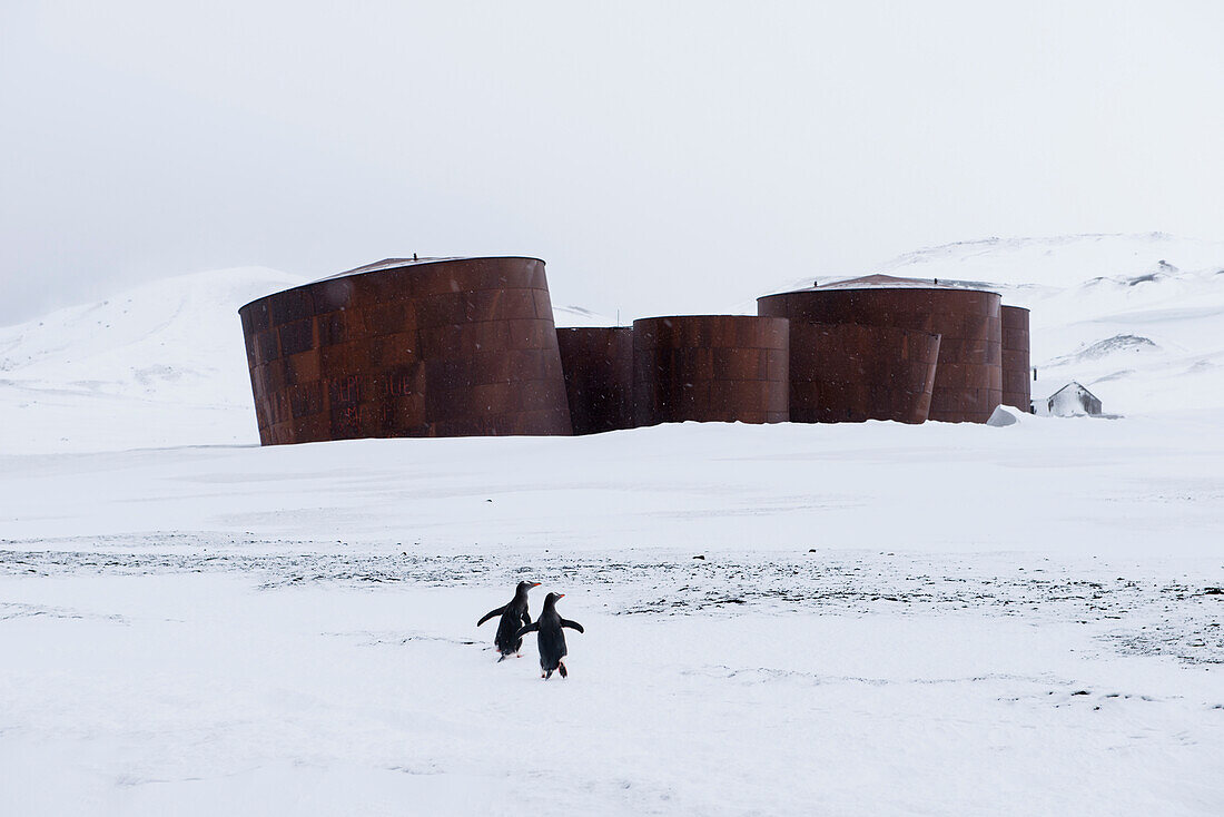Zwei Pinguine und die Überreste von Öltanks an ehemaliger Walfangstation, Whalers Bay, Deception Island, Südshetland-Inseln, Antarktis