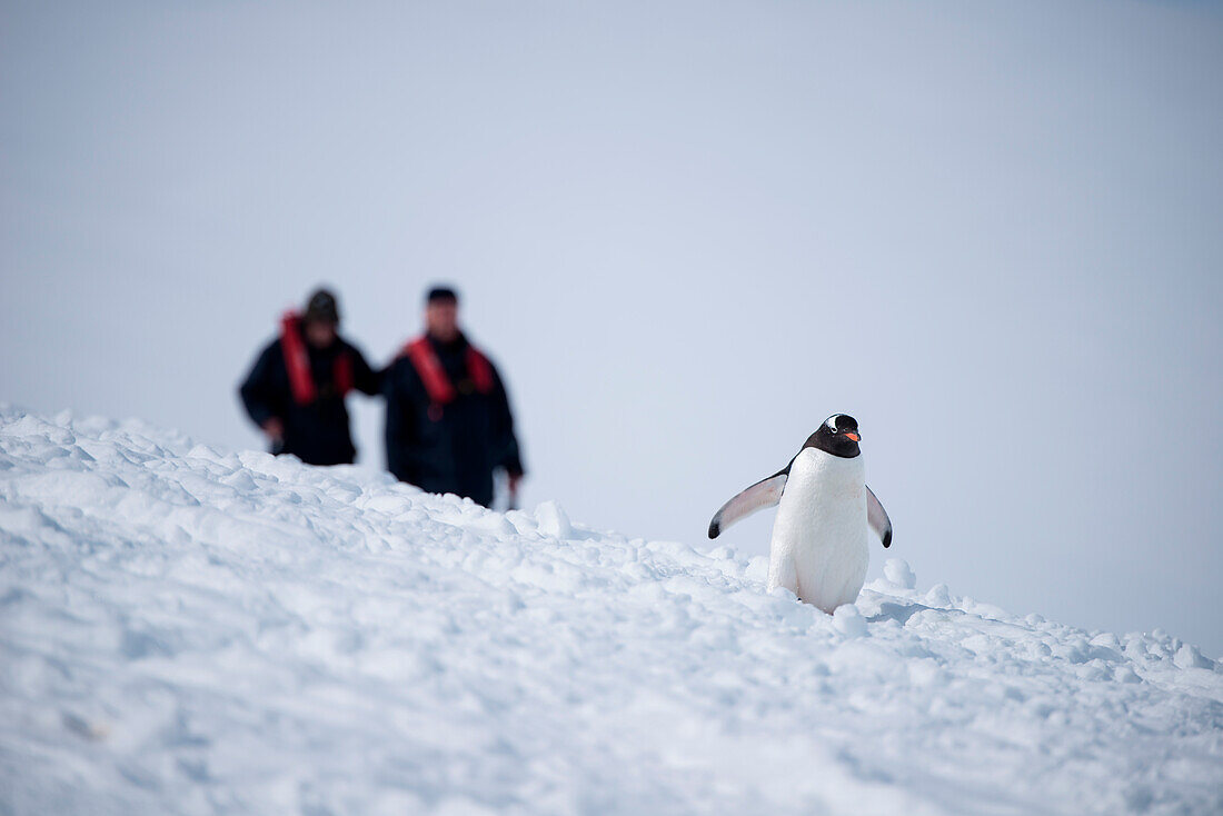 A Gentoo penguin (Pygoscelis papua) with two passengers from expedition cruise ship MS Hanseatic (Hapag-Lloyd Cruises) behind, Neko Harbour, Graham Land, Antarctica