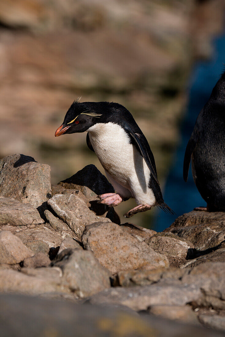Südlicher Rockhopper-Pinguin (Eudyptes chrysocome) springt von Fels zu Fels, New Island, Falklandinseln, Britisches Überseegebiet, Südamerika