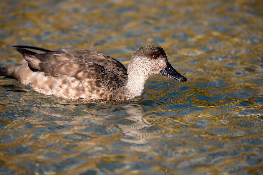 A patagonian crested duck (Lophonetta specularioides specularioides) forages in an inlet, New Island, Falkland Islands, British Overseas Territory
