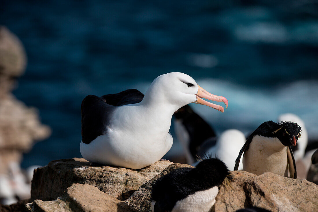 Black-browed albatross (Thalassarche melanophrys, New Island, Falkland Islands, British Overseas Territory