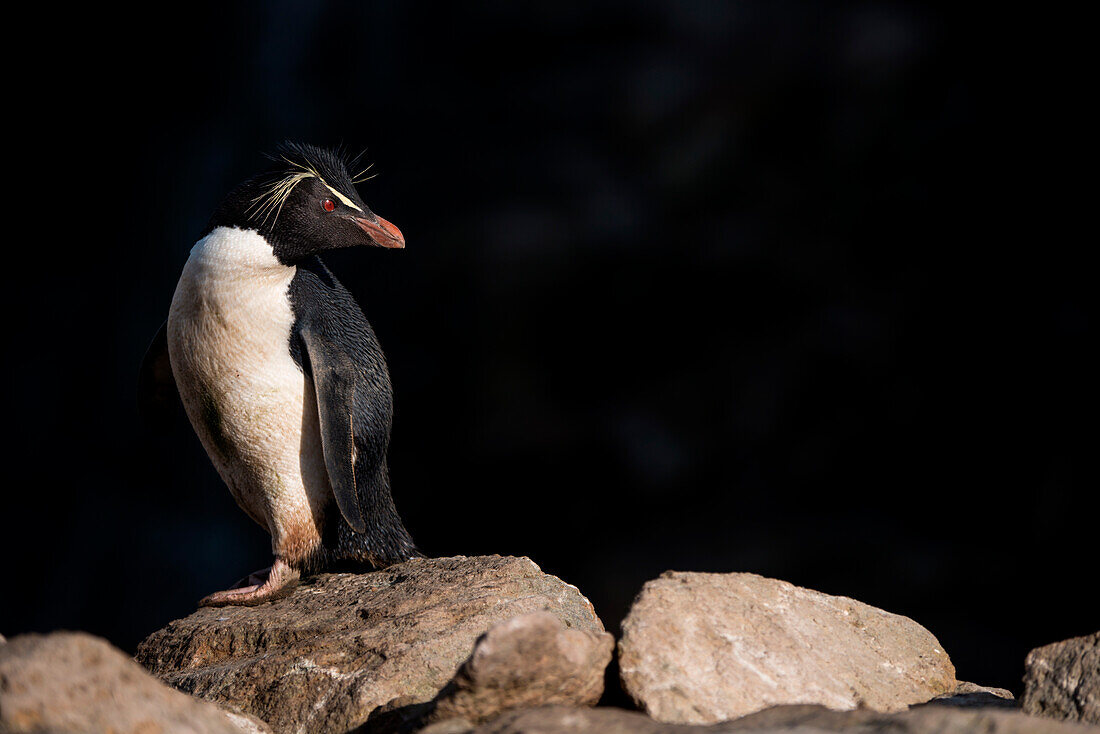 Südlicher Rockhopper-Pinguin (Eudyptes chrysocome), New Island, Falklandinseln, Britisches Überseegebiet, Südamerika