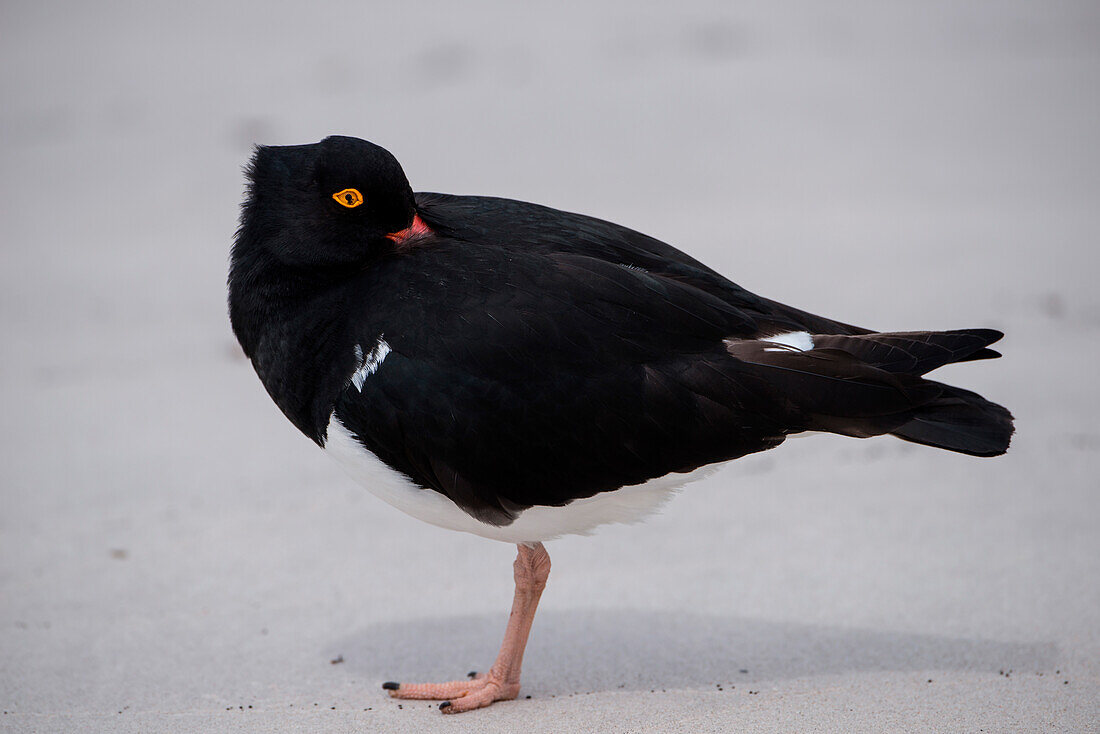 Pied oystercatcher (Haematopus leucopodus) on beach, Carcass Island, Falkland Islands, British Overseas Territory