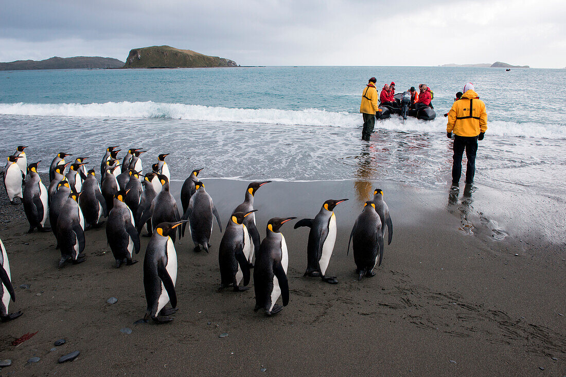 King penguins (Aptenodytes patagonicus) on beach welcome passengers of zodiac dinghy excursion from expedition cruise ship MS Hanseatic (Hapag-Lloyd Cruises), Salisbury Plain, South Georgia Island, Antarctica
