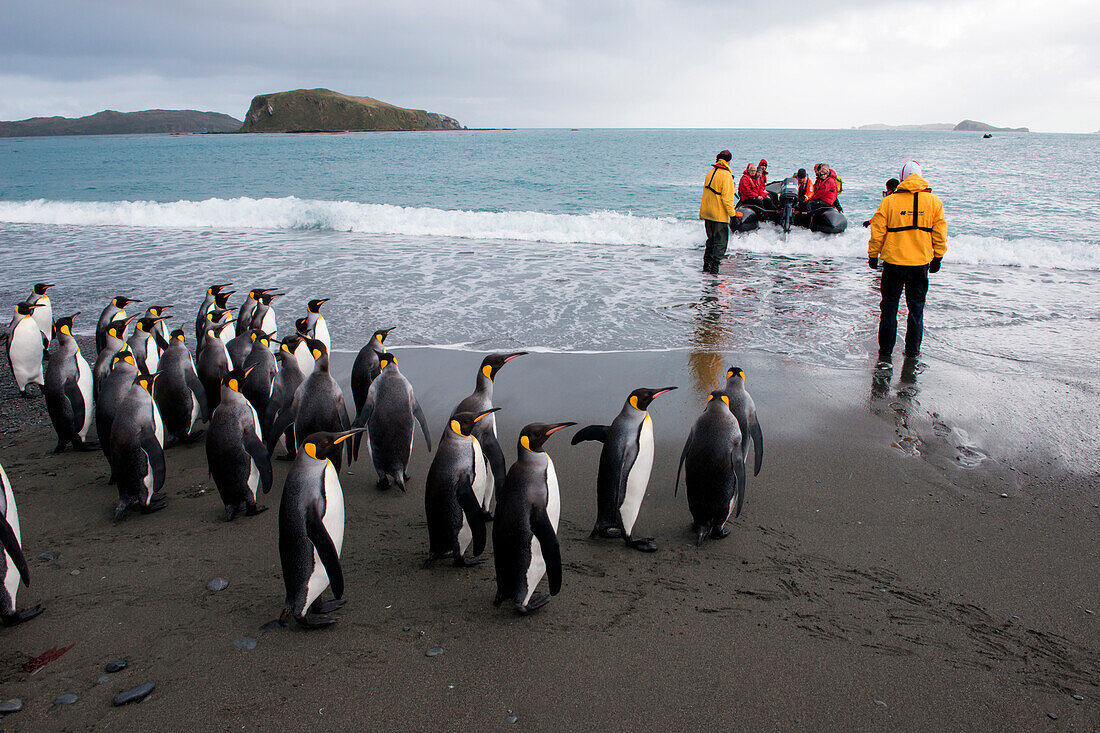 Königspinguine (Aptenodytes patagonicus) am Strand heißen Passagiere von Expeditions-Kreuzfahrtschiff MS Hanseatic (Hapag-Lloyd Kreuzfahrten) bei Anlandung per Zodiac Schlauchboot willkommen, Salisbury Plain, Südgeorgien, Antarktis