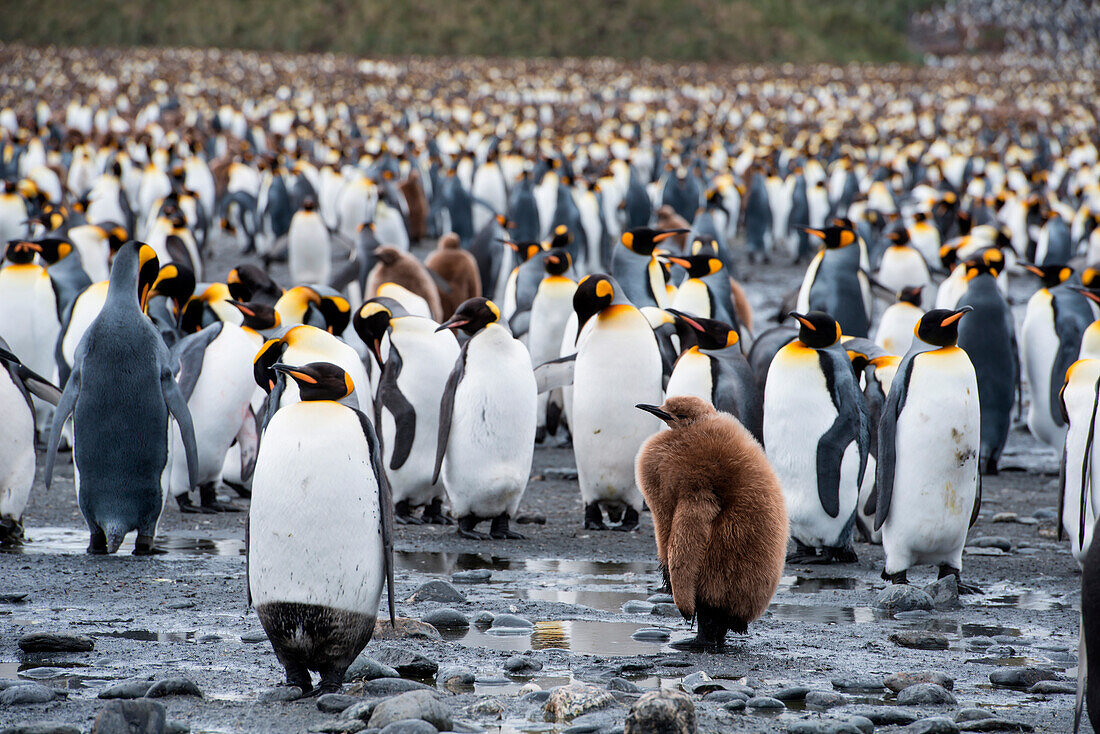 King penguins (Aptenodytes patagonicus) on beach, Salisbury Plain, South Georgia Island, Antarctica