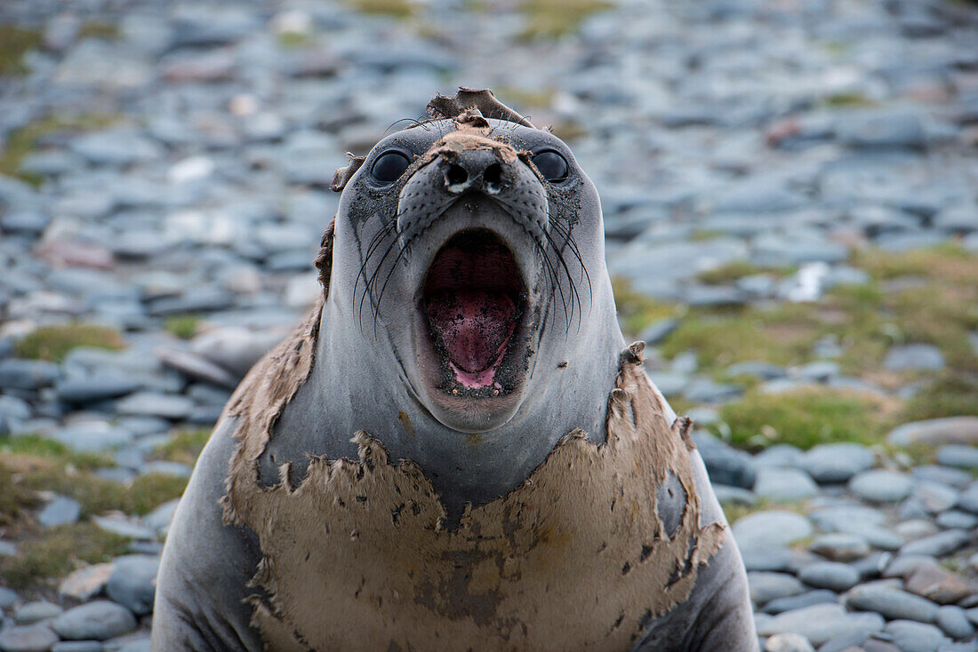 Southern elephant seal (Mirounga leonina) with shedding skin on beach, Salisbury Plain, South Georgia Island, Antarctica