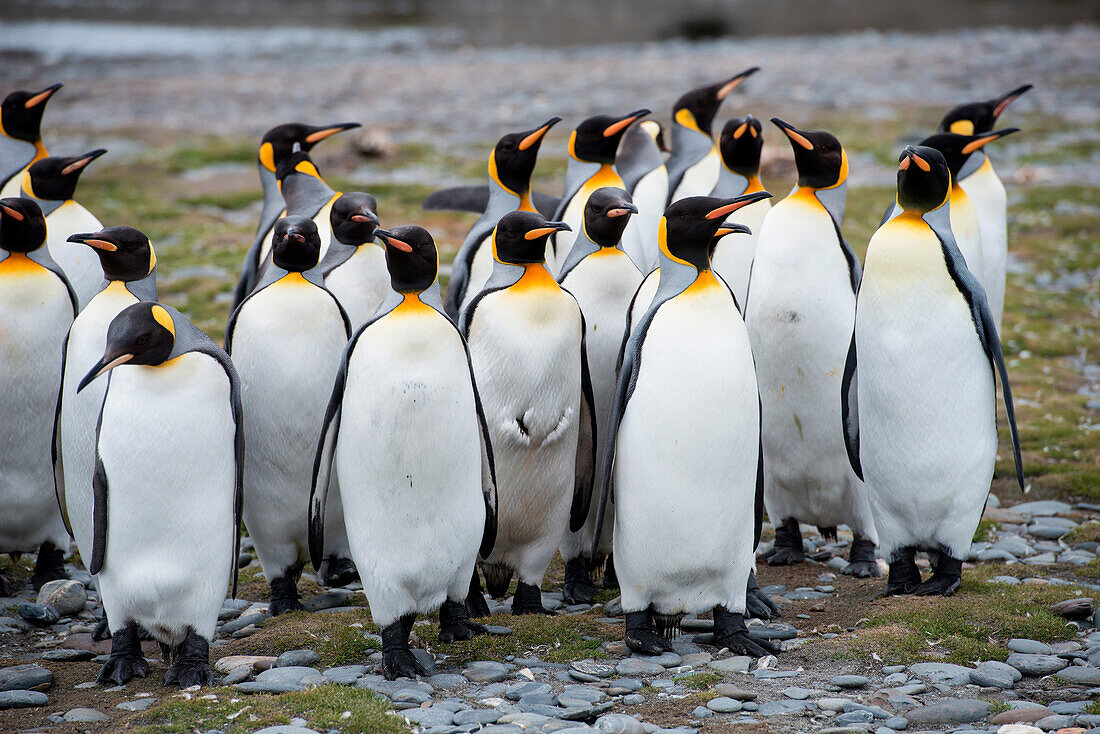 King penguins (Aptenodytes patagonicus) on beach, Salisbury Plain, South Georgia Island, Antarctica