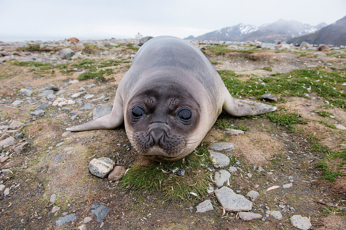 Fur seal pup, St. Andrews Bay, South Georgia Island, Antarctica