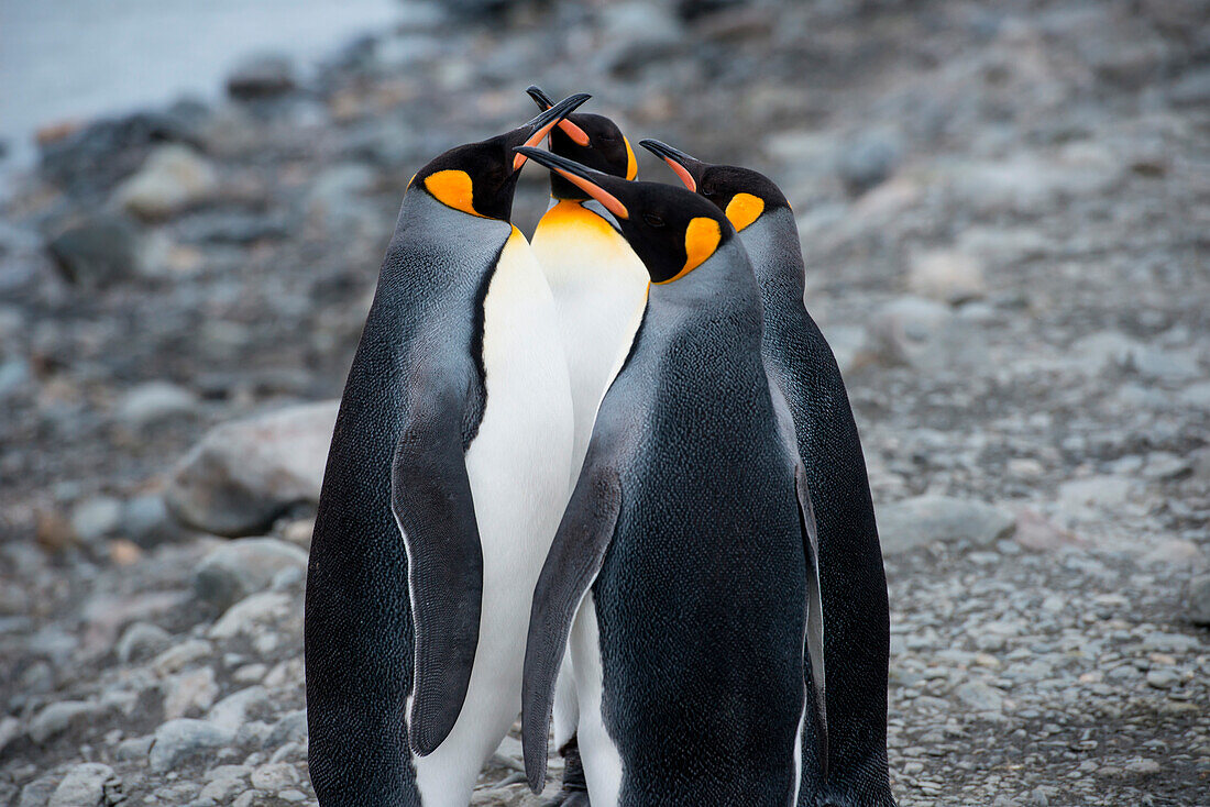 King penguins (Aptenodytes patagonicus) on beach, St. Andrews Bay, South Georgia Island, Antarctica