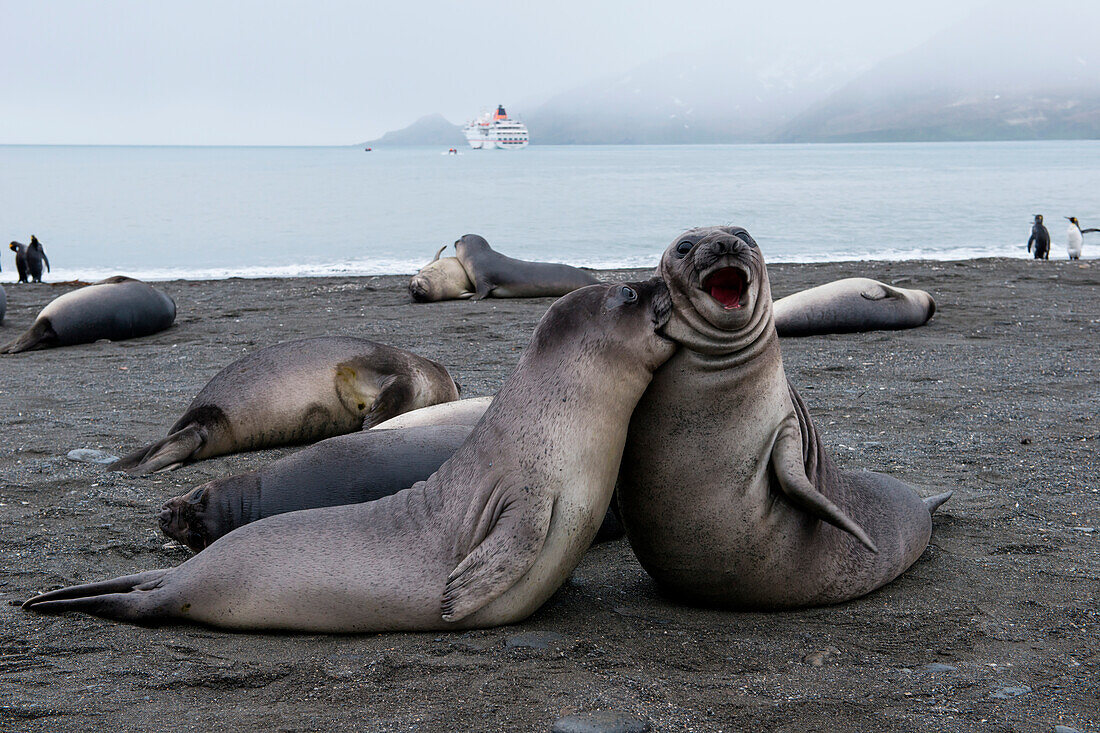 Southern elephant seals (Mirounga leonina) on beach, St. Andrews Bay, South Georgia Island, Antarctica