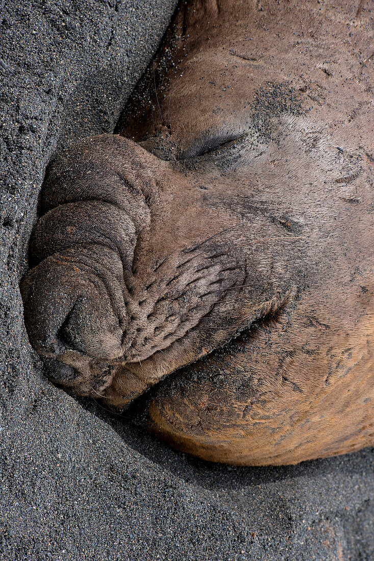 Ein Männlicher Südlicher See-Elefant (Mirounga leonina) liegt am Strand und träumt von leckeren Fischen, Gold Harbour, Südgeorgien, Antarktis