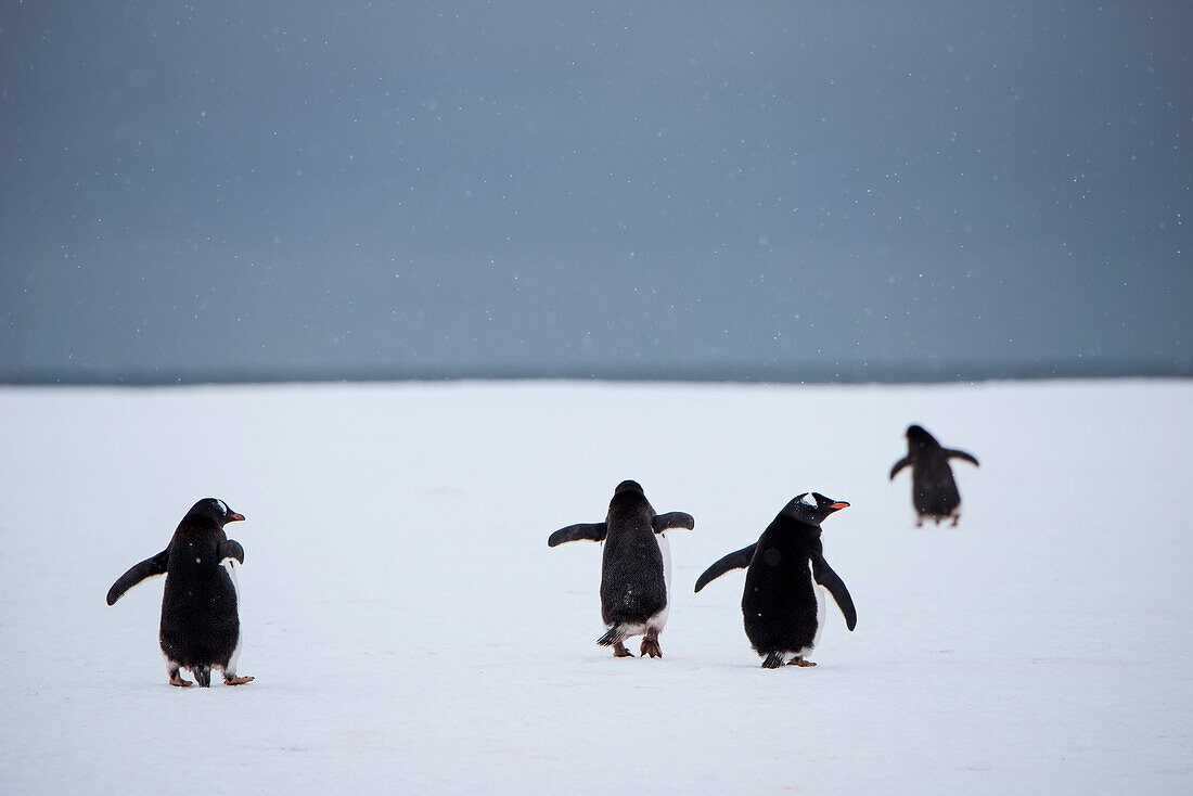 Vier Eselspinguine (Pygoscelis papua) auf einem Eisberg, Weddell-Meer, Antarktische Halbinsel, Antarktis