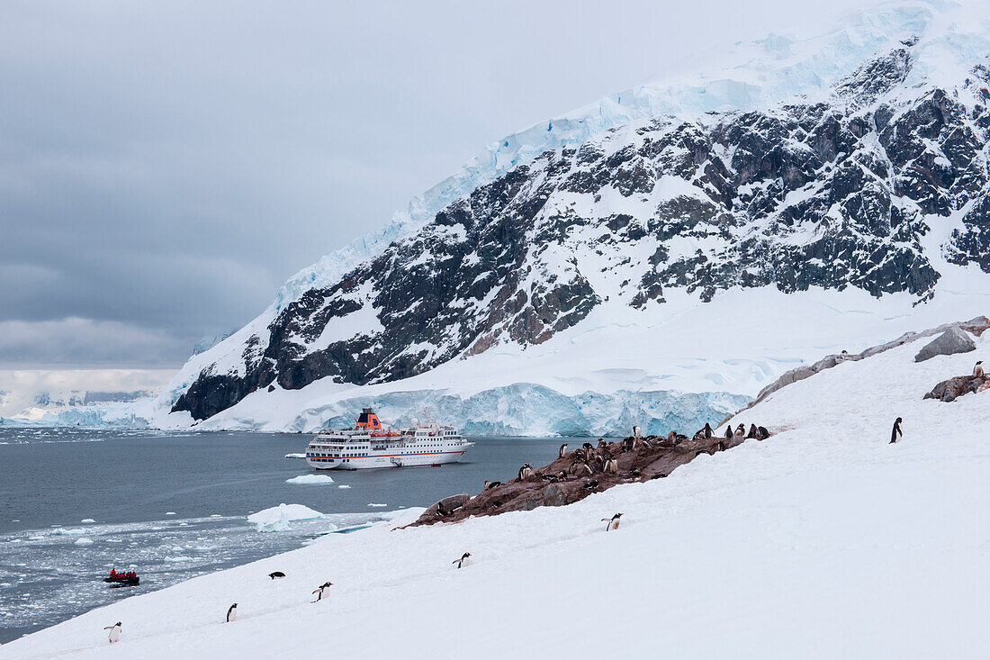 Gentoo penguins (Pygoscelis papua) on mountainside and expedition cruise ship MS Hanseatic (Hapag-Lloyd Cruises), Neko Harbour, Graham Land, Antarctica