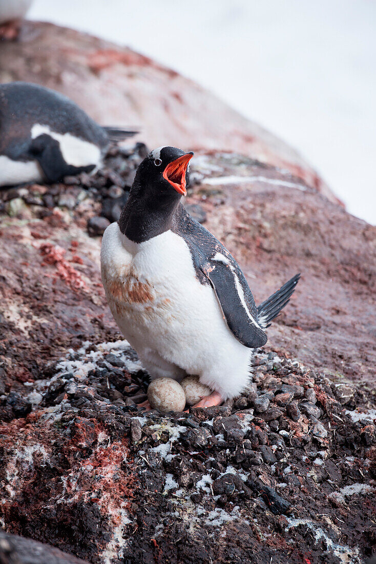 Gentoo penguin (Pygoscelis papua) on nest with eggs, Port Lockroy, Wiencke Island, Antarctica