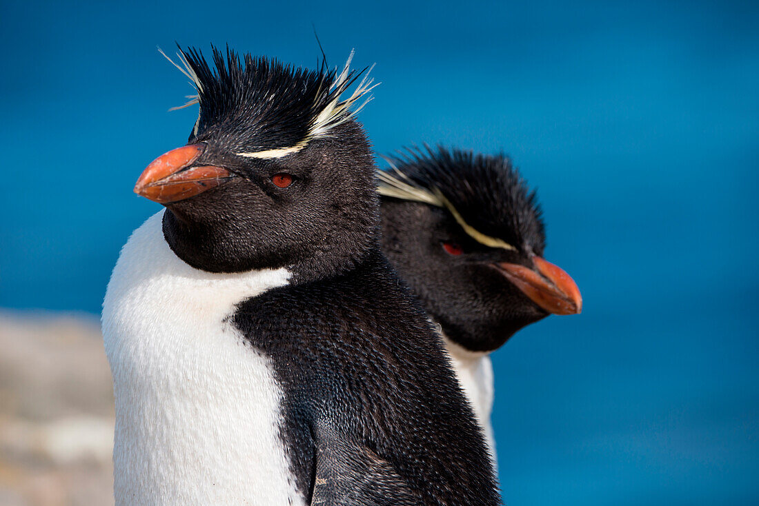 Südliche Rockhopper-Pinguine (Eudyptes chrysocome), New Island, Falklandinseln, Britisches Überseegebiet, Südamerika