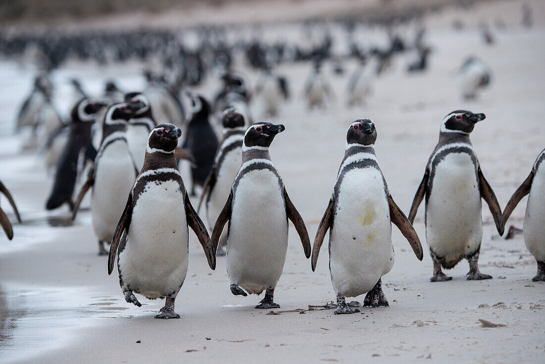 Magellan-Pinguine (Spheniscus magellanicus), Carcass Island, Falklandinseln, Britisches Überseegebiet, Südamerika