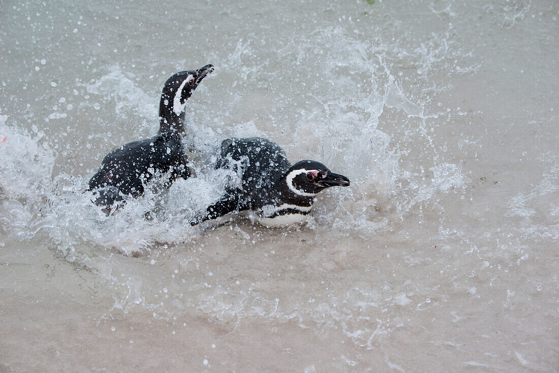 Zwei Magellan-Pinguine (Spheniscus magellanicus) im Wasser, Carcass Island, Falklandinseln, Britisches Überseegebiet, Südamerika
