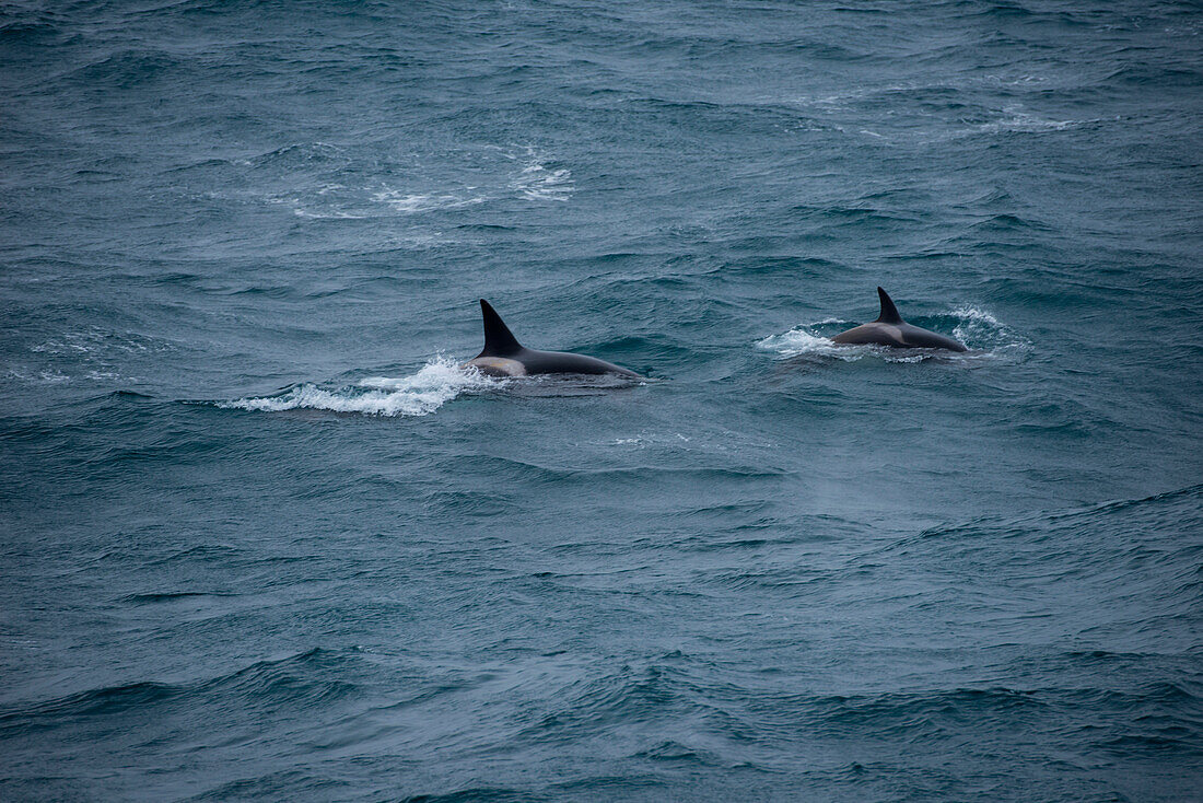 Orca killer whales (Orcinus orca), South Atlantic Ocean, between Falkland Islands and South Georgia Island, Antarctica