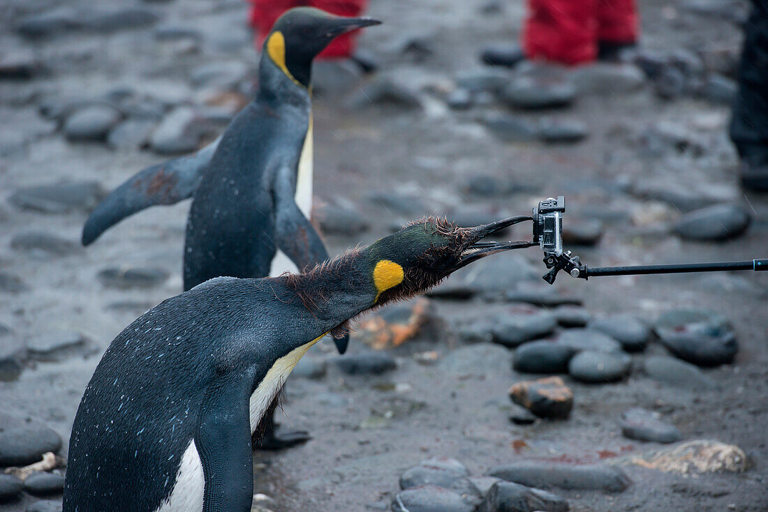 King penguin (Aptenodytes patagonicus) on beach gnaws at GoPro camera on selfie stick, Salisbury Plain, South Georgia Island, Antarctica