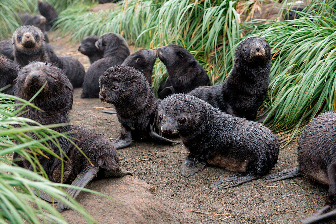 Während die Eltern auf Nahrungssuche sind, verweilen junge Seebären gerne gruppenweise in Gräsern, Fortuna Bay, Südgeorgien, Antarktis