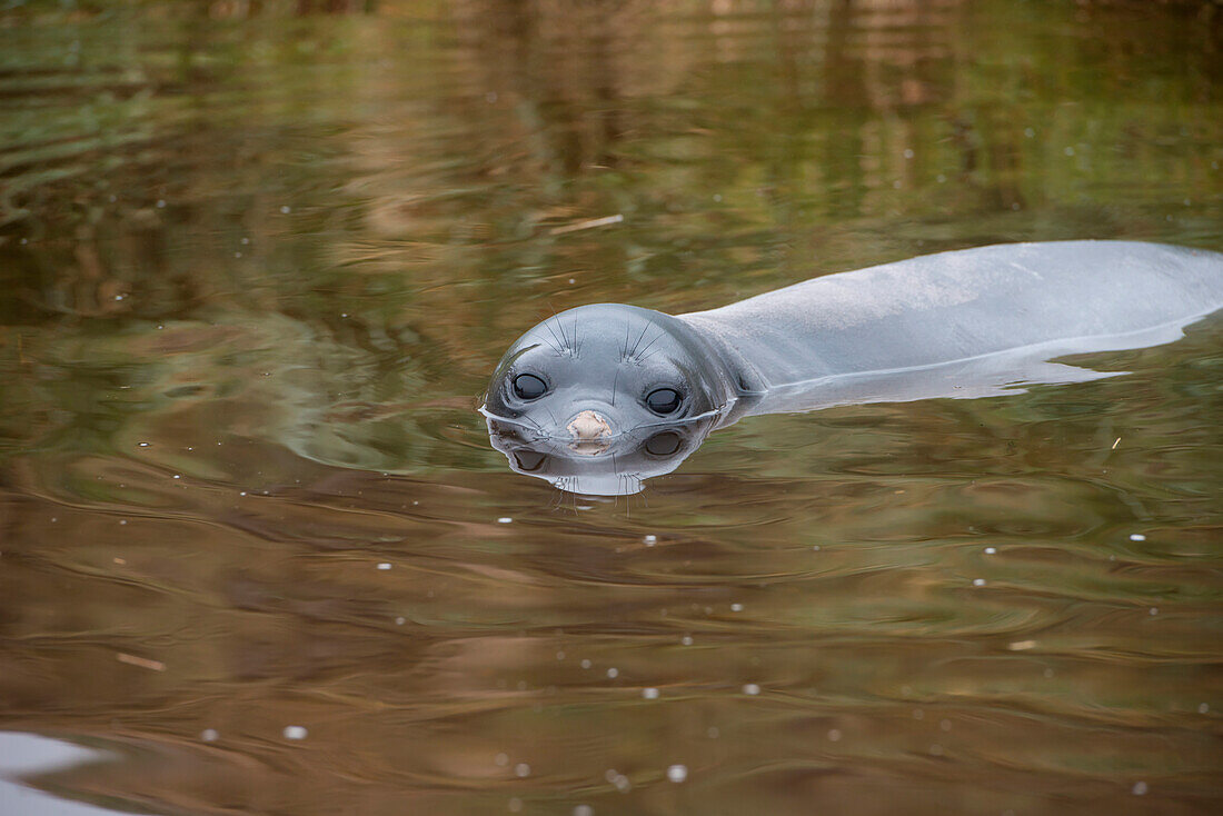 Junger Südlicher See-Elefant (Mirounga leonina) in flachem Wasser, Fortuna Bay, Südgeorgien, Antarktis