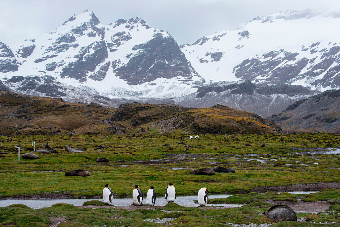 Königspinguine (Aptenodytes patagonicus) und Seebären in idyllischer Landschaft, Stromness, Südgeorgien, Antarktis