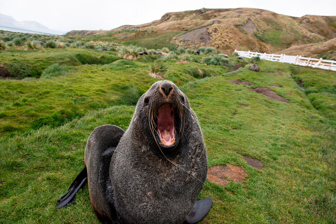 Seebär mit weit geöffnetem Mund und unglaublichen Mundgeruch, Stromness, Südgeorgien, Antarktis