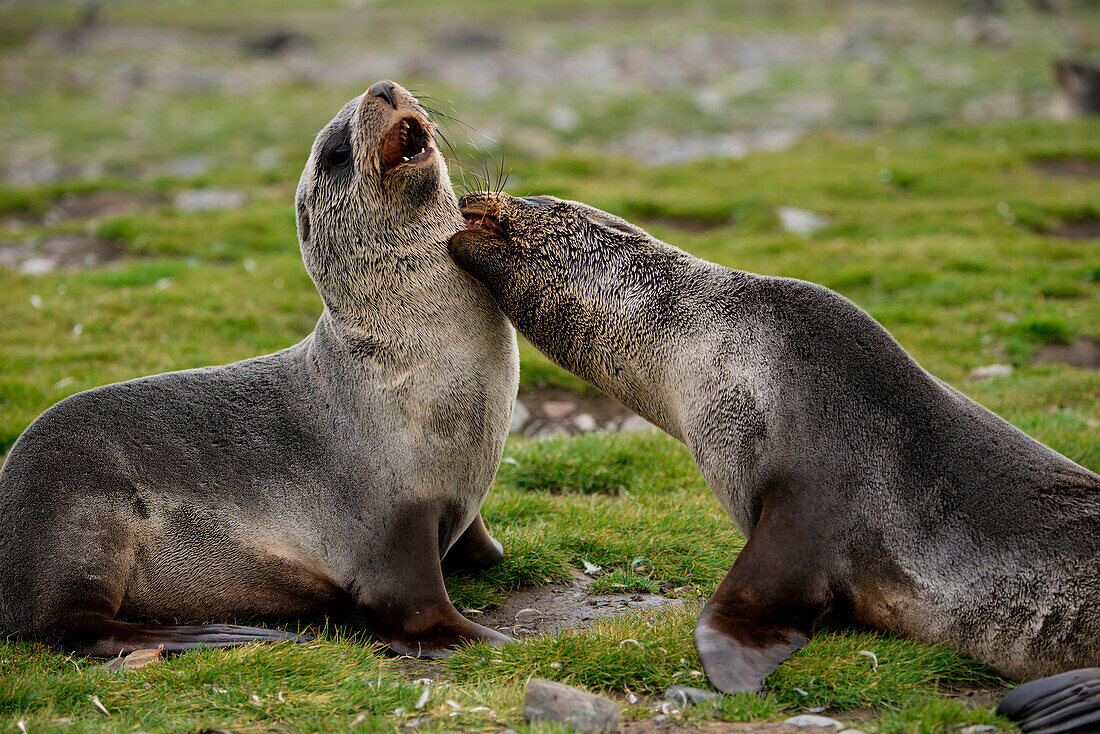 Young fur seals tussle with one another on meadow, St. Andrews Bay, South Georgia Island, Antarctica