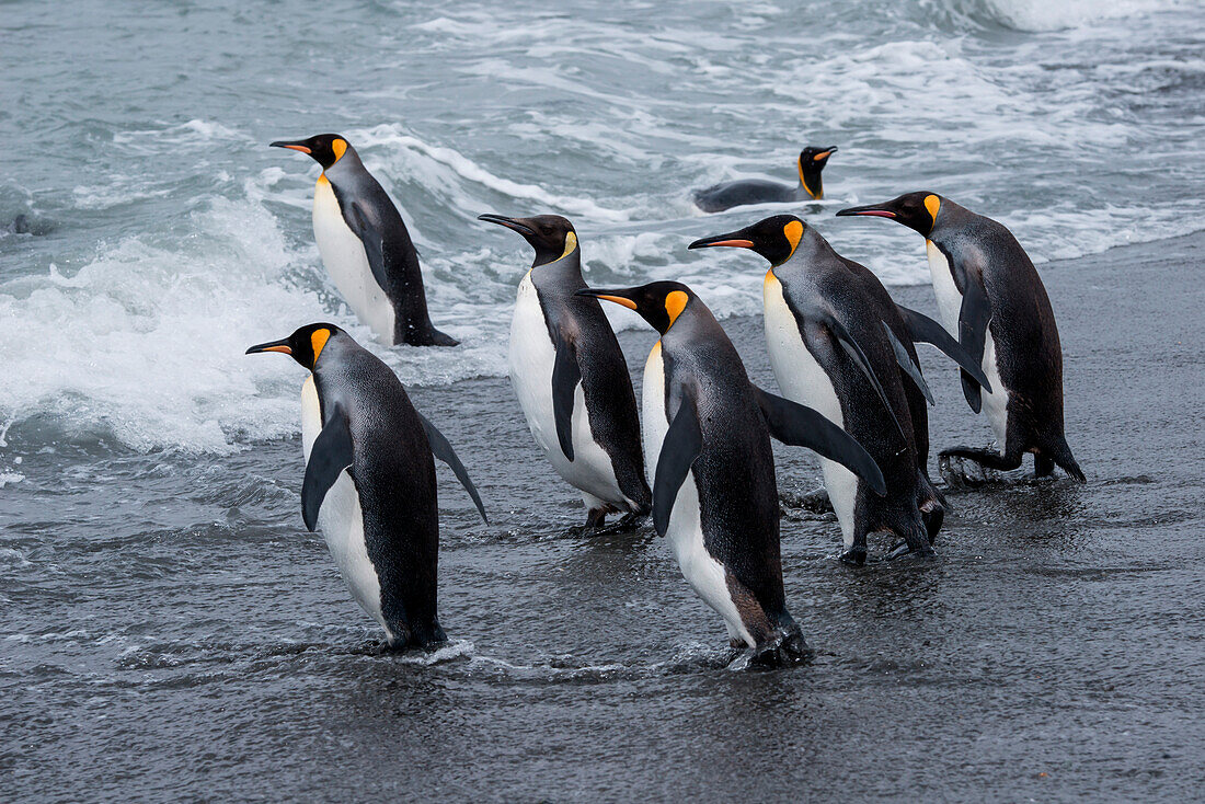 King penguins (Aptenodytes patagonicus) enter water, St. Andrews Bay, South Georgia Island, Antarctica