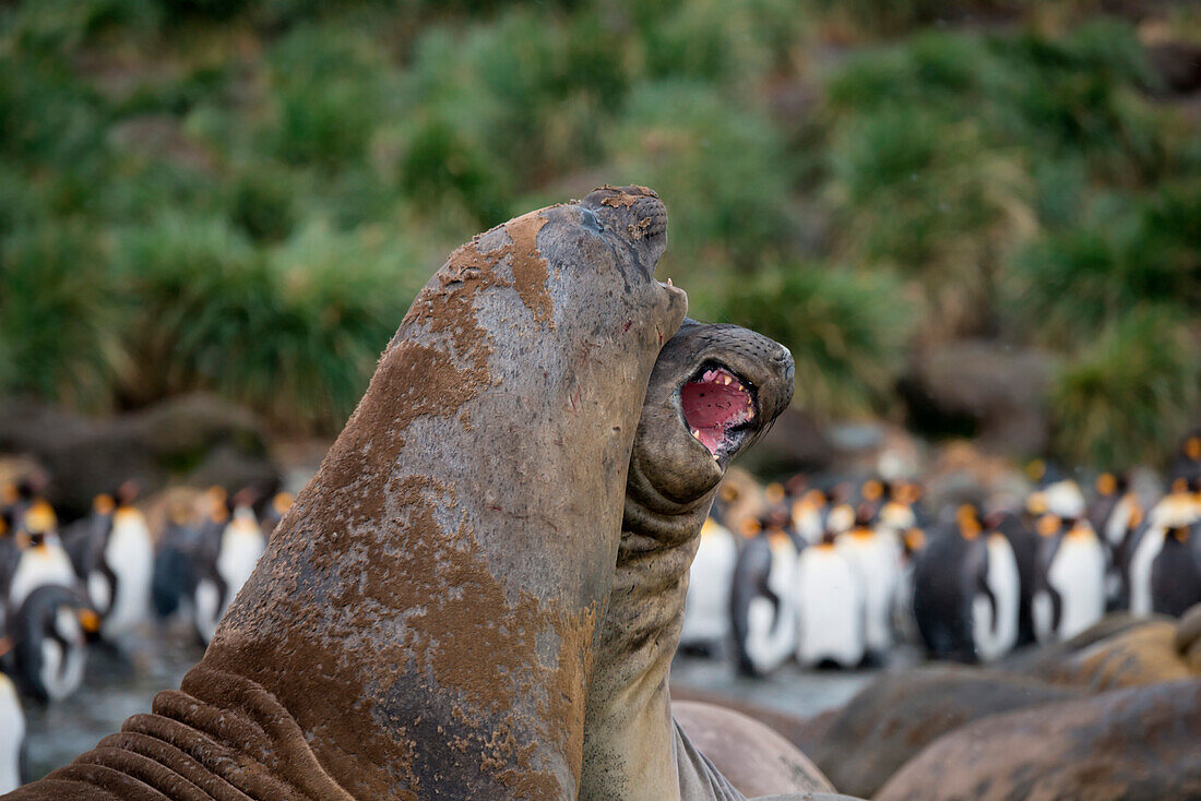 Zwei Südliche See-Elefanten (Mirounga leonina) bekämpfen sich am Strand, Gold Harbour, Südgeorgien, Antarktis