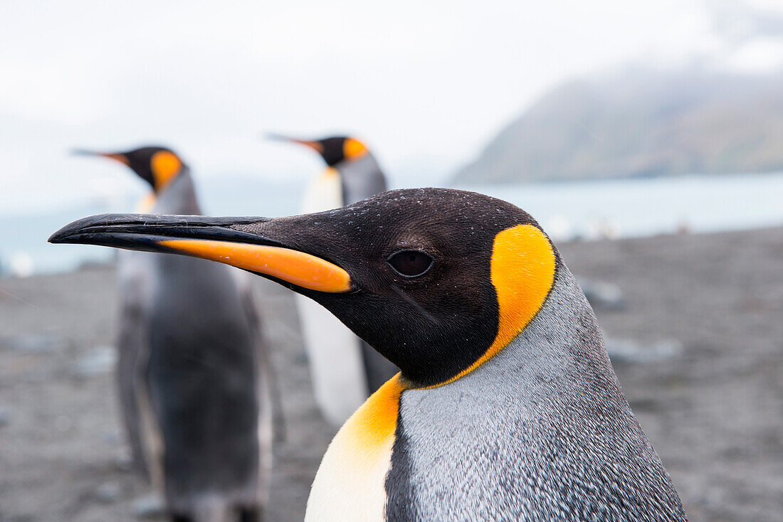 Beak of a king penguin (Aptenodytes patagonicus), Gold Harbour, South Georgia Island, Antarctica