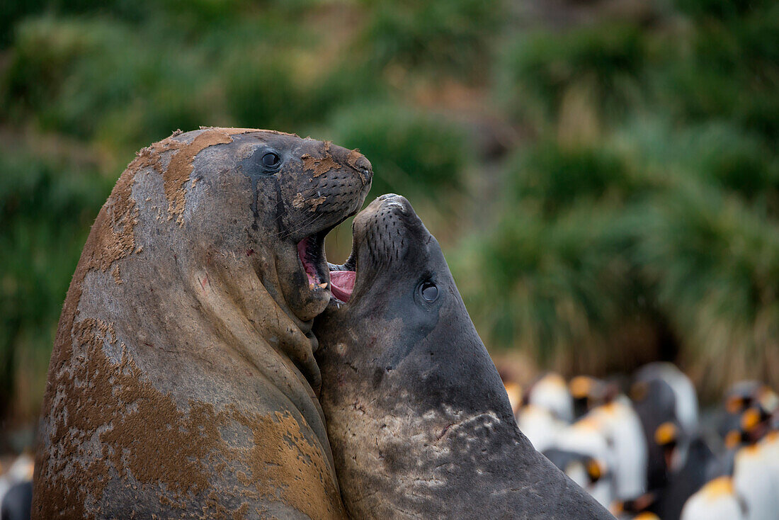 Fighting southern elephant seals (Mirounga leonina) on beach, Gold Harbour, South Georgia Island, Antarctica