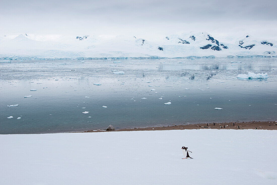 A lone gentoo penguin (Pygoscelis papua), Neko Harbour, Graham Land, Antarctica