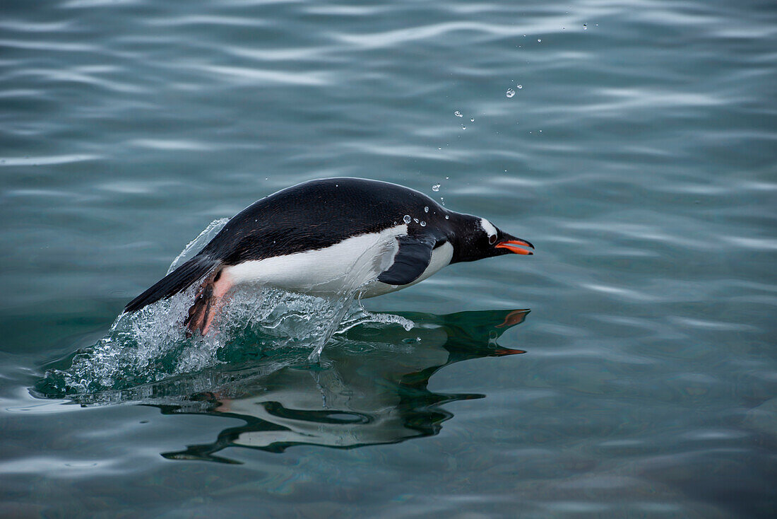 Swimming gentoo penguin (Pygoscelis papua), Neko Harbour, Graham Land, Antarctica