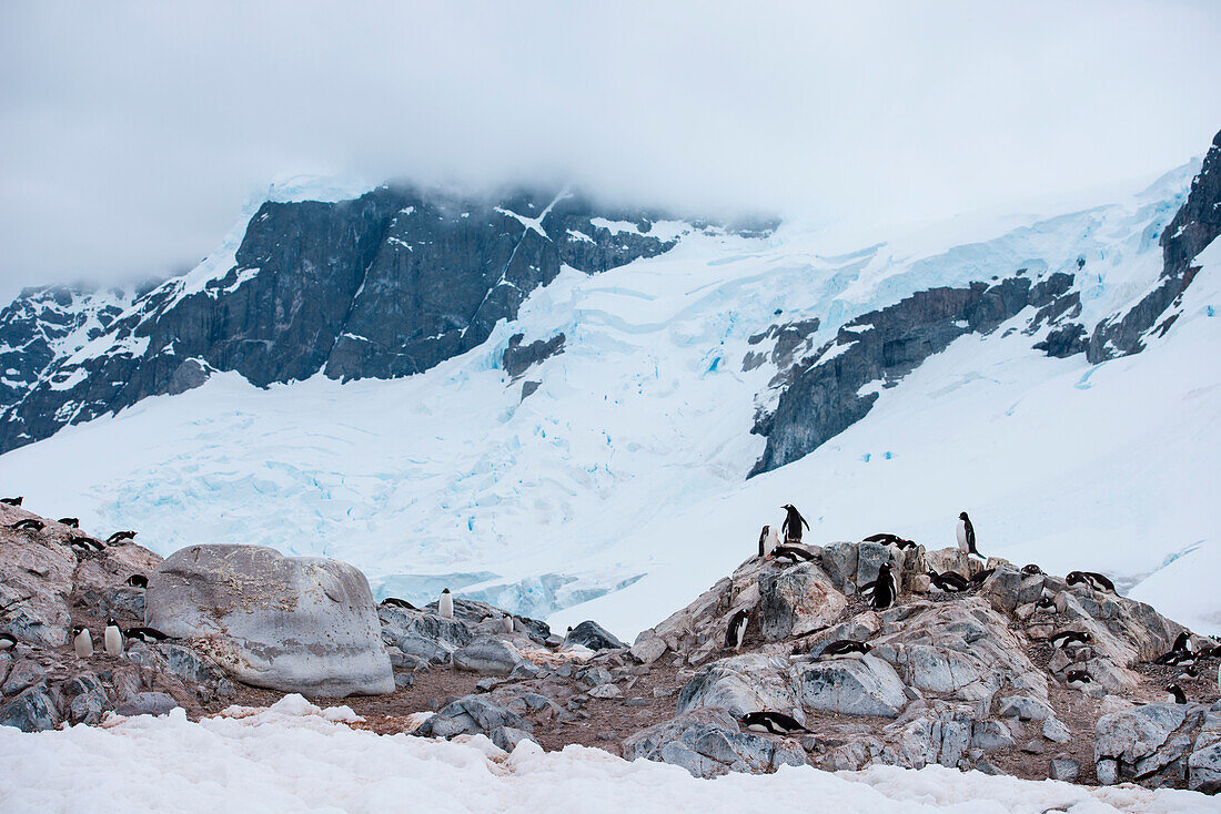 Gentoo penguins (Pygoscelis papua) on rocks, Neko Harbour, Graham Land, Antarctica