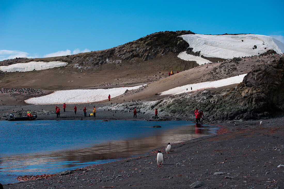 Chinstrap penguins (Pygoscelis antarctica) on beach and passengers from expedition cruise ship MS Hanseatic (Hapag-Lloyd Cruises), Aitcho Island, South Shetland Islands, Antarctica