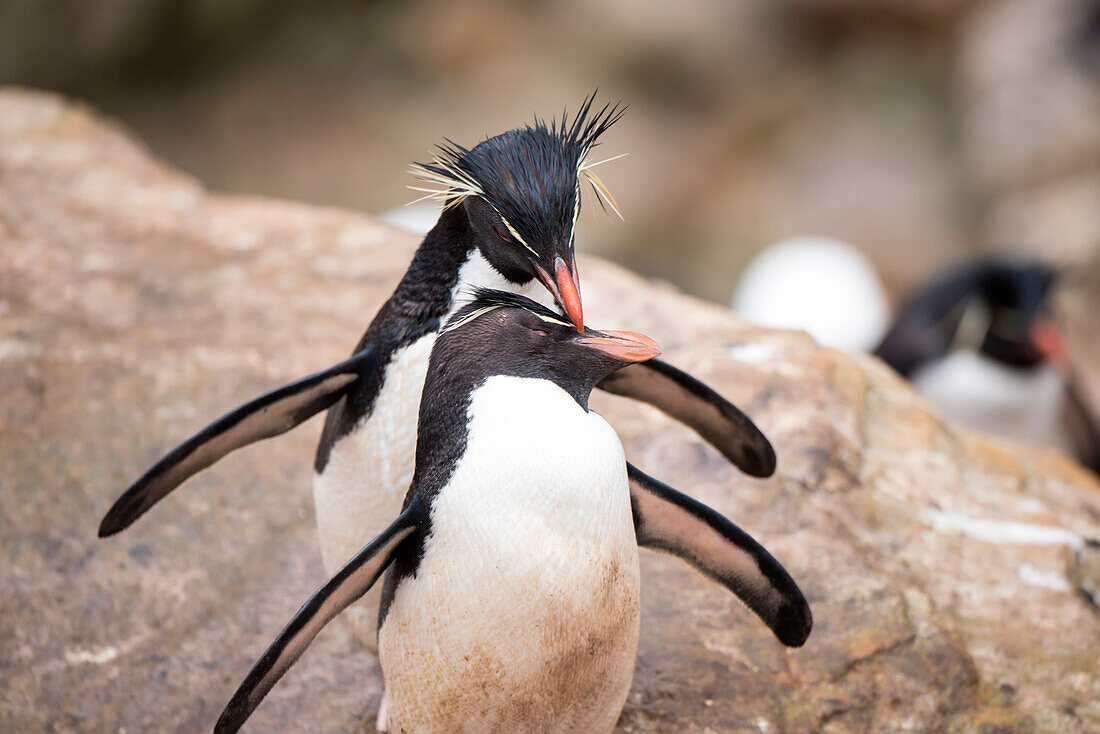 Zwei Südlicher Rockhopper-Pinguine (Eudyptes chrysocome) New Island, Falklandinseln, Britisches Überseegebiet, Südamerika