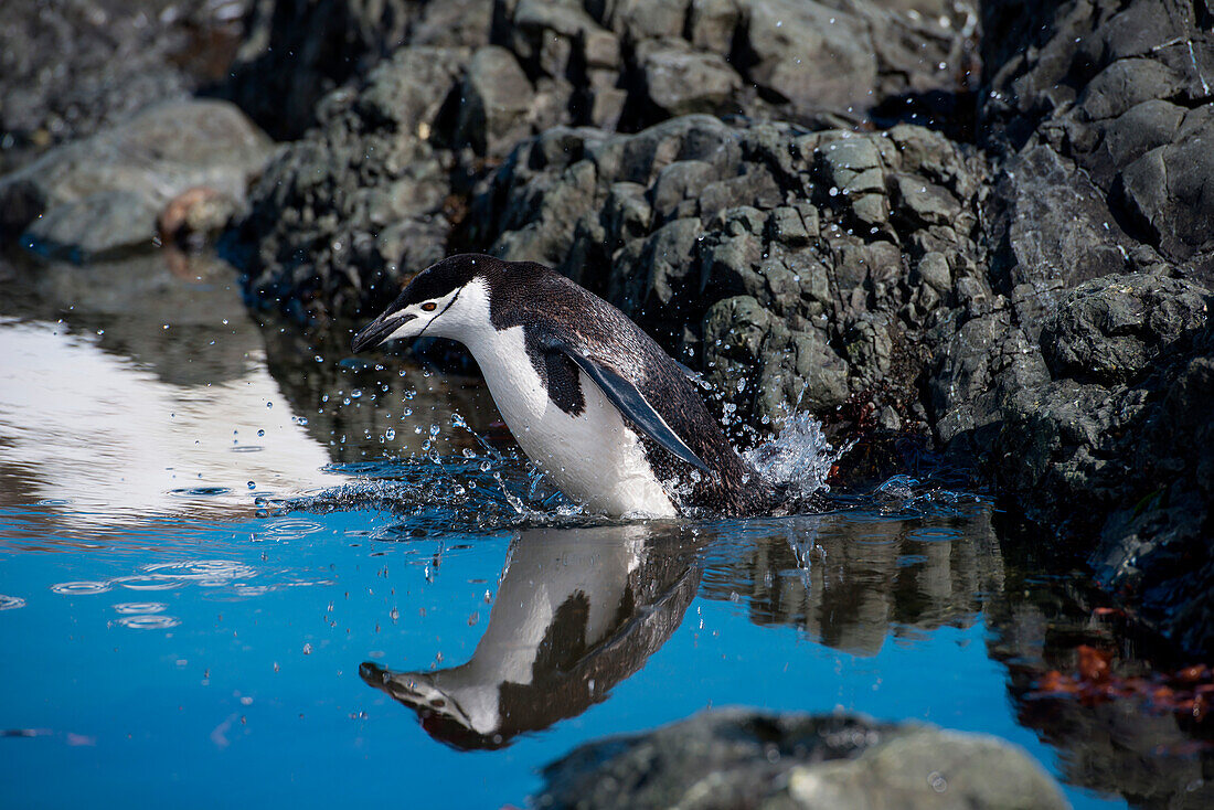 Chinstrap penguin (Pygoscelis antarctica) jumps into shallow pool of freshwater, Aitcho Island, South Shetland Islands, Antarctica