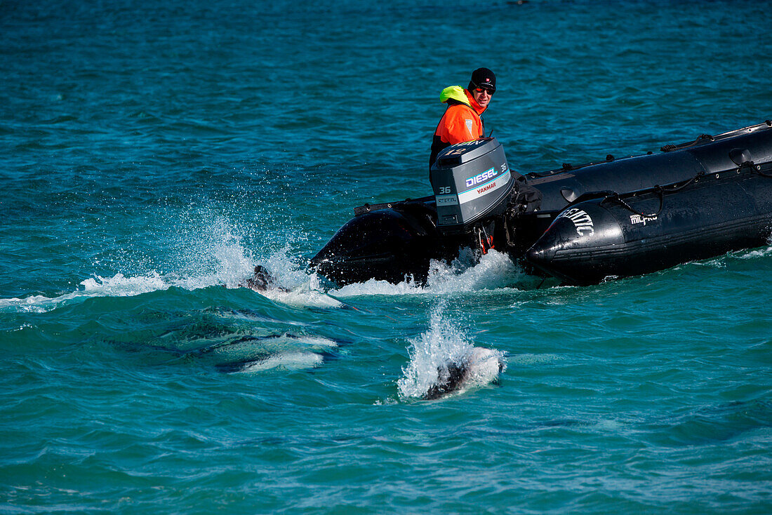 Commerson-Delfine (Cephalorhynchus commersonii) folgen Zodiac Schlauchboot von Expeditions-Kreuzfahrtschiff MS Hanseatic (Hapag-Lloyd Kreuzfahrten), Carcass Island, Falklandinseln, Britisches Überseegebiet, Südamerika