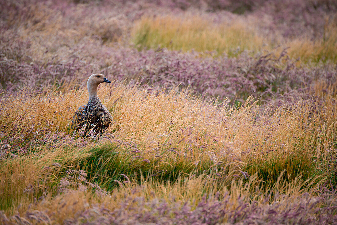 Ruddy-headed goose (Chloephaga rubidiceps) in field, New Island, Falkland Islands, British Overseas Territory